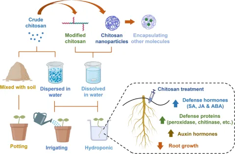 Chitosan-s1