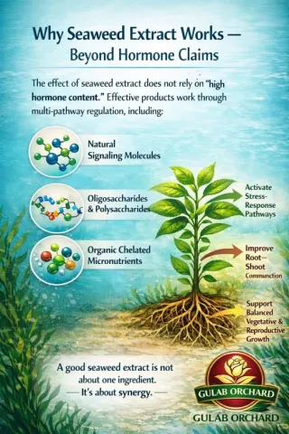 Seaweed extract-s1